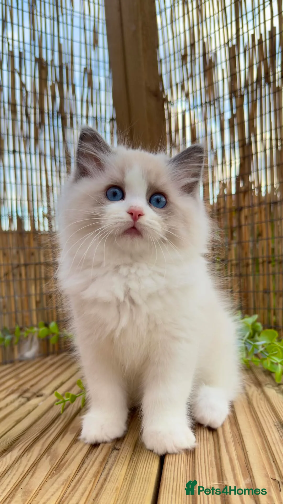 Ragdoll cats for sale: purebred Ragdoll kittens for sale  - Advert 2