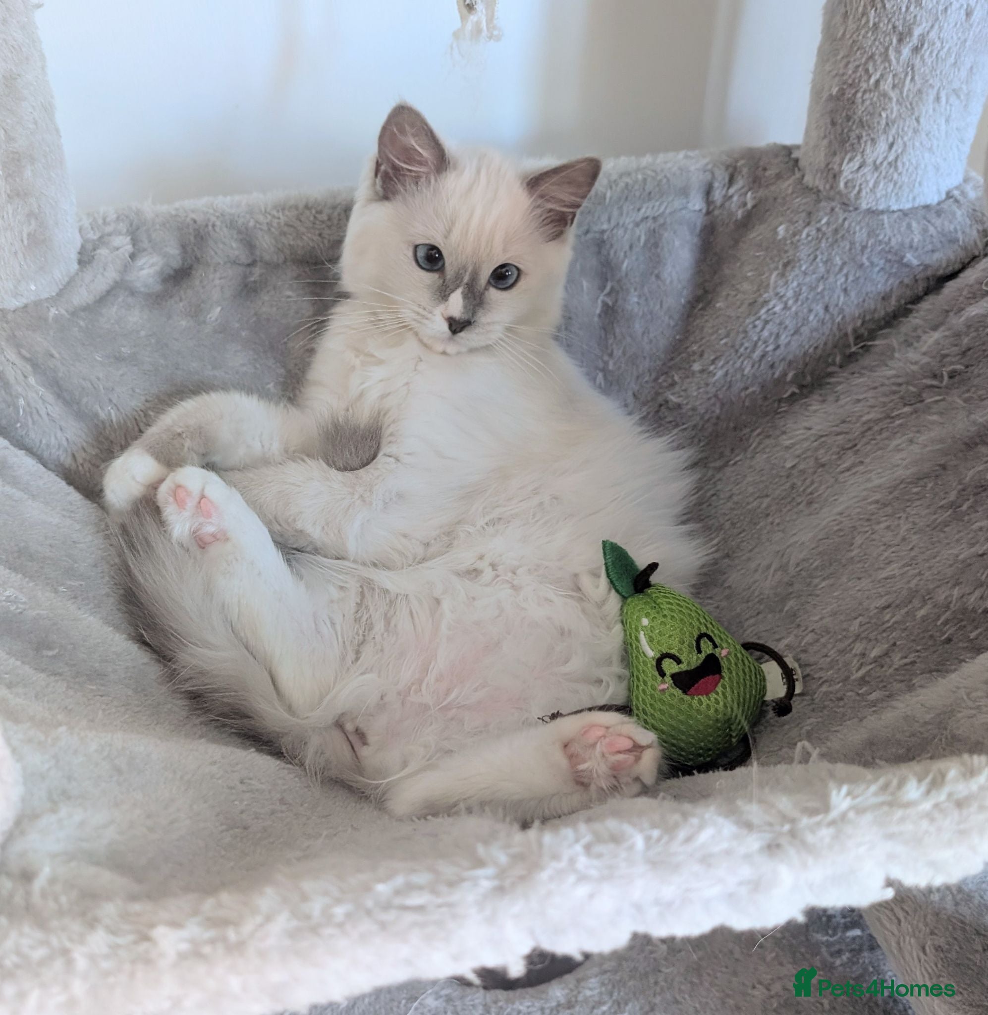 Ragdoll cats 💖Readynow TICA Female Ragdoll kitten  - Advert 16