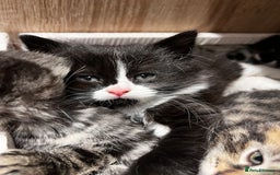 Mixed Breed cats for sale: Playful kittens ready to leave! - Image 24
