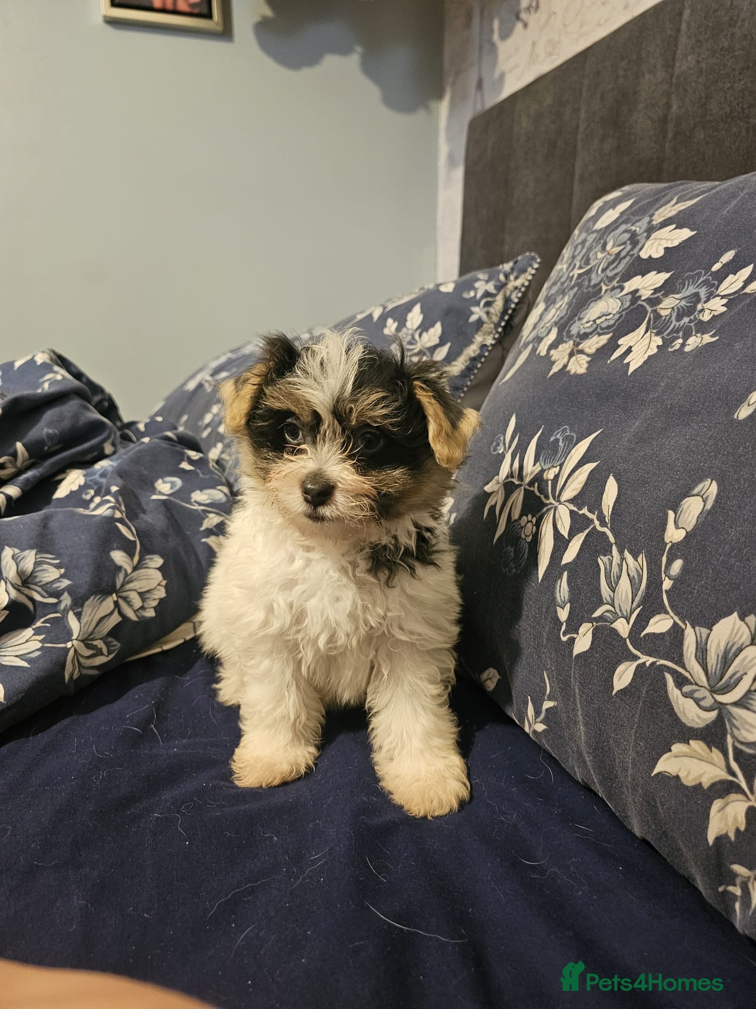 Mixed Breed dogs BEAUTIFUL POMCHON PUPS  FOR SALE - Advert 2