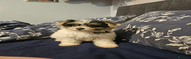 Mixed Breed 5