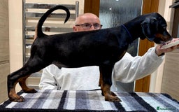 Dobermann dogs for sale: Top Quality Dobermann Puppies - Image 2