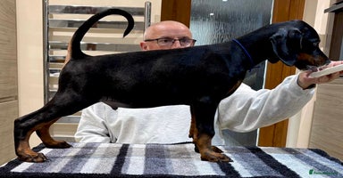 Dobermann dogs - Advert 10