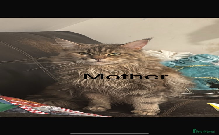 Maine Coon cats 3 week old mainecoon kittens - Advert 1