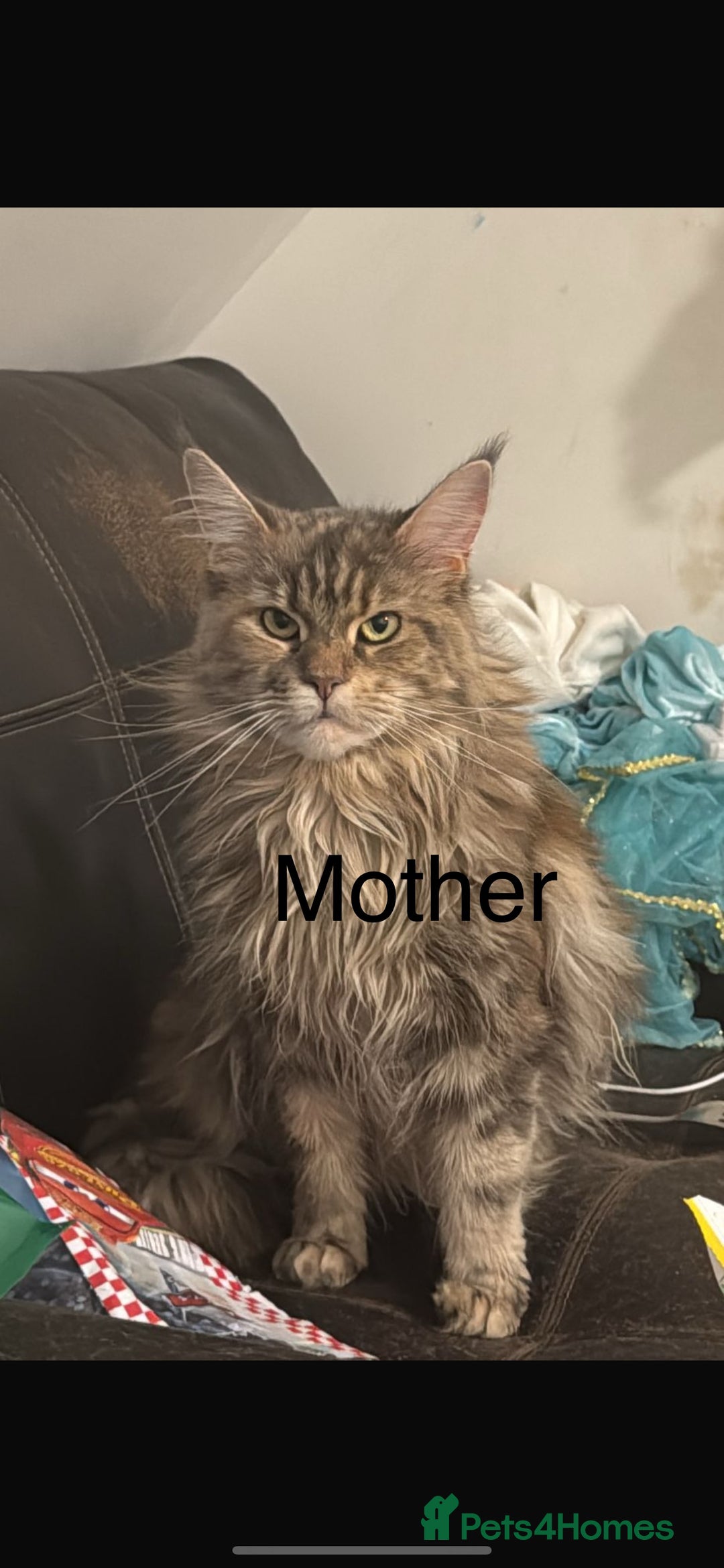 Maine Coon cats for sale: 3 week old mainecoon kittens - Advert 1