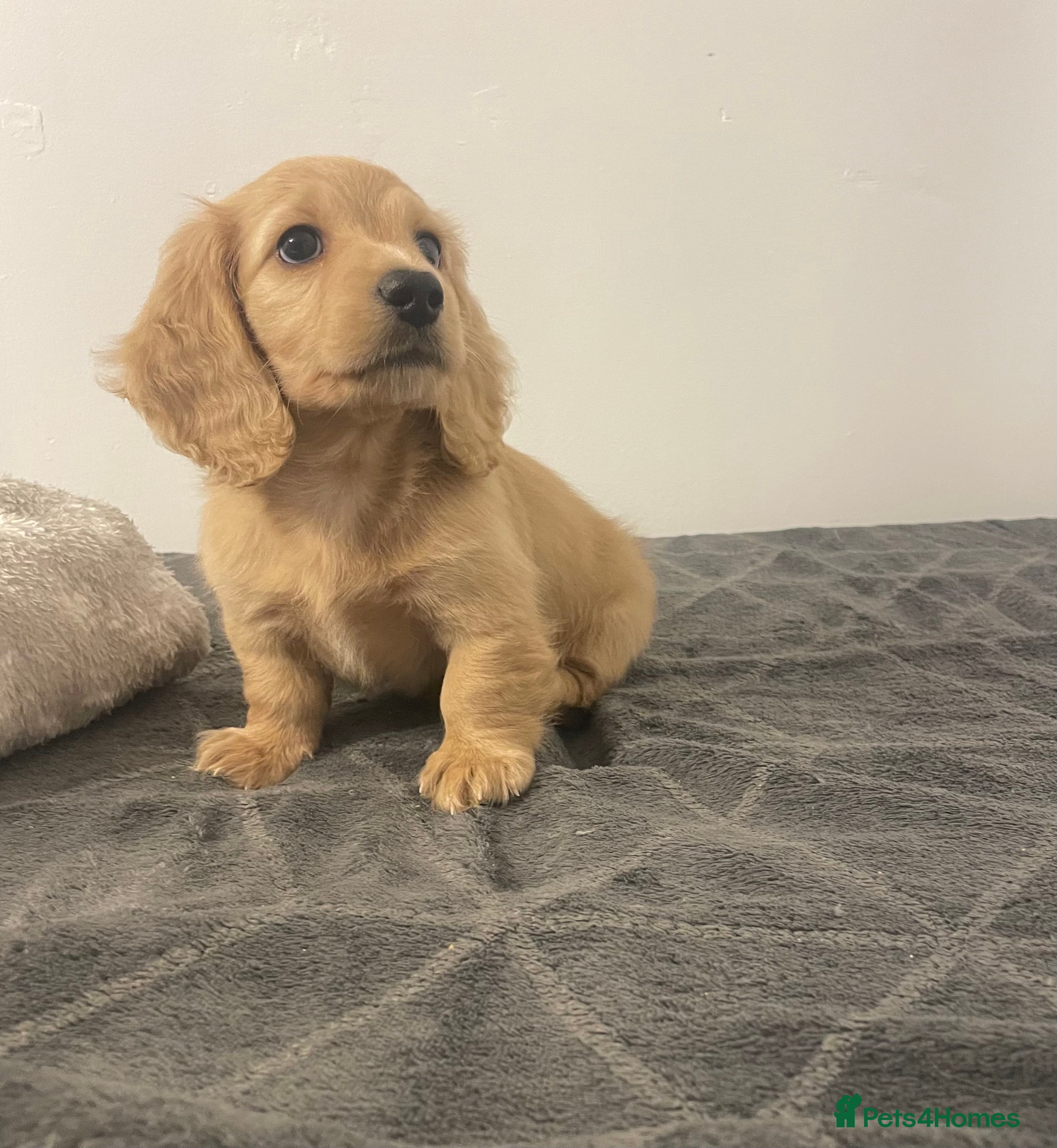 Miniature Dachshund dogs ✨Ready to leave✨Longhair miniature dachshund  - Advert 2