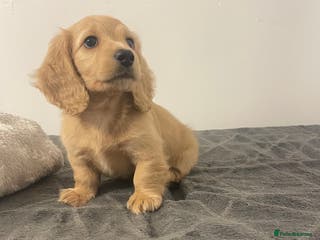 Miniature Dachshund dogs ✨Ready to leave✨Longhair miniature dachshund - Advert 6