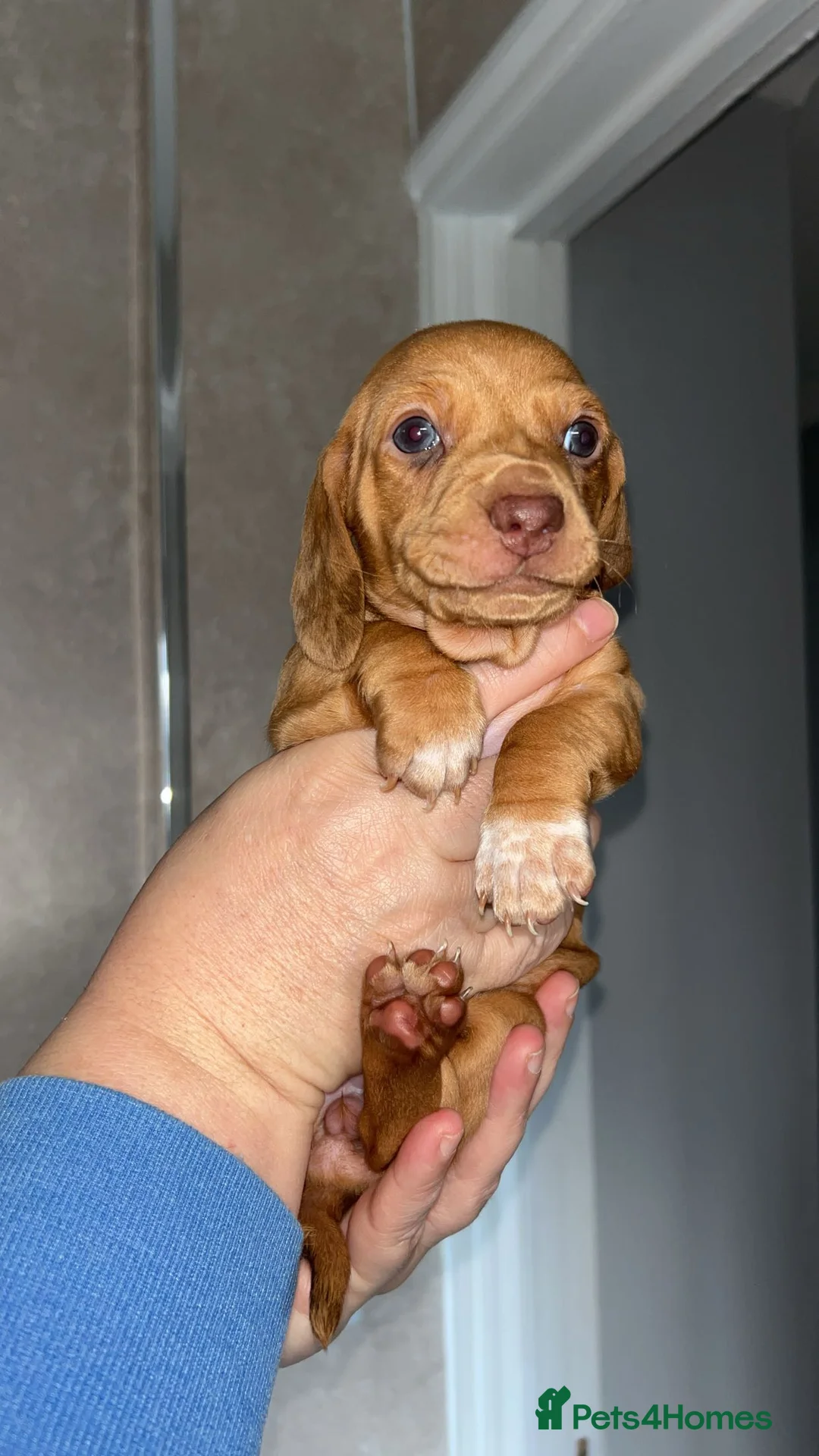 Dachshund dogs for sale: Dachshund Puppies - Advert 6