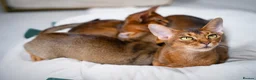 Abyssinian cats for sale: Stunning Wild Ruddy Abyssinian|TICA|Super friendly - Advert 7
