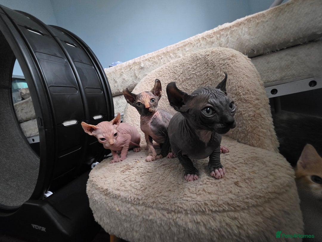 Sphynx cats for sale: Adorable Male Kitten – Sphynx x Devon Rex Cross - Advert 7