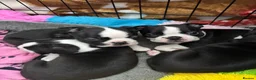 Boston Terrier dogs for sale: Boston Terrier 💙💙💙💙 puppy boy  - Advert 5