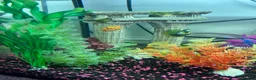 Loaches fish for sale: 2 Dojo Loaches, tank and accessories  in Barnsley - Advert 2