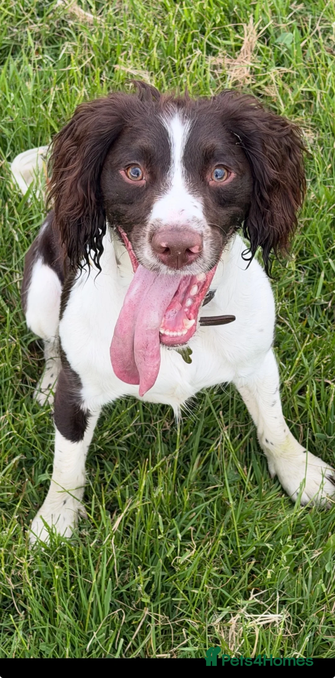 English Springer Spaniel dogs for sale: 18month old Springer Spaniel Male - Advert 8