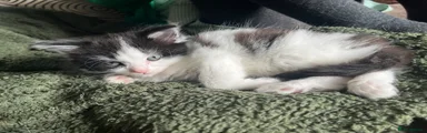American Shorthair Kitten 3