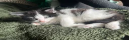 American Shorthair cats for sale: Kittens for sale - Advert 12