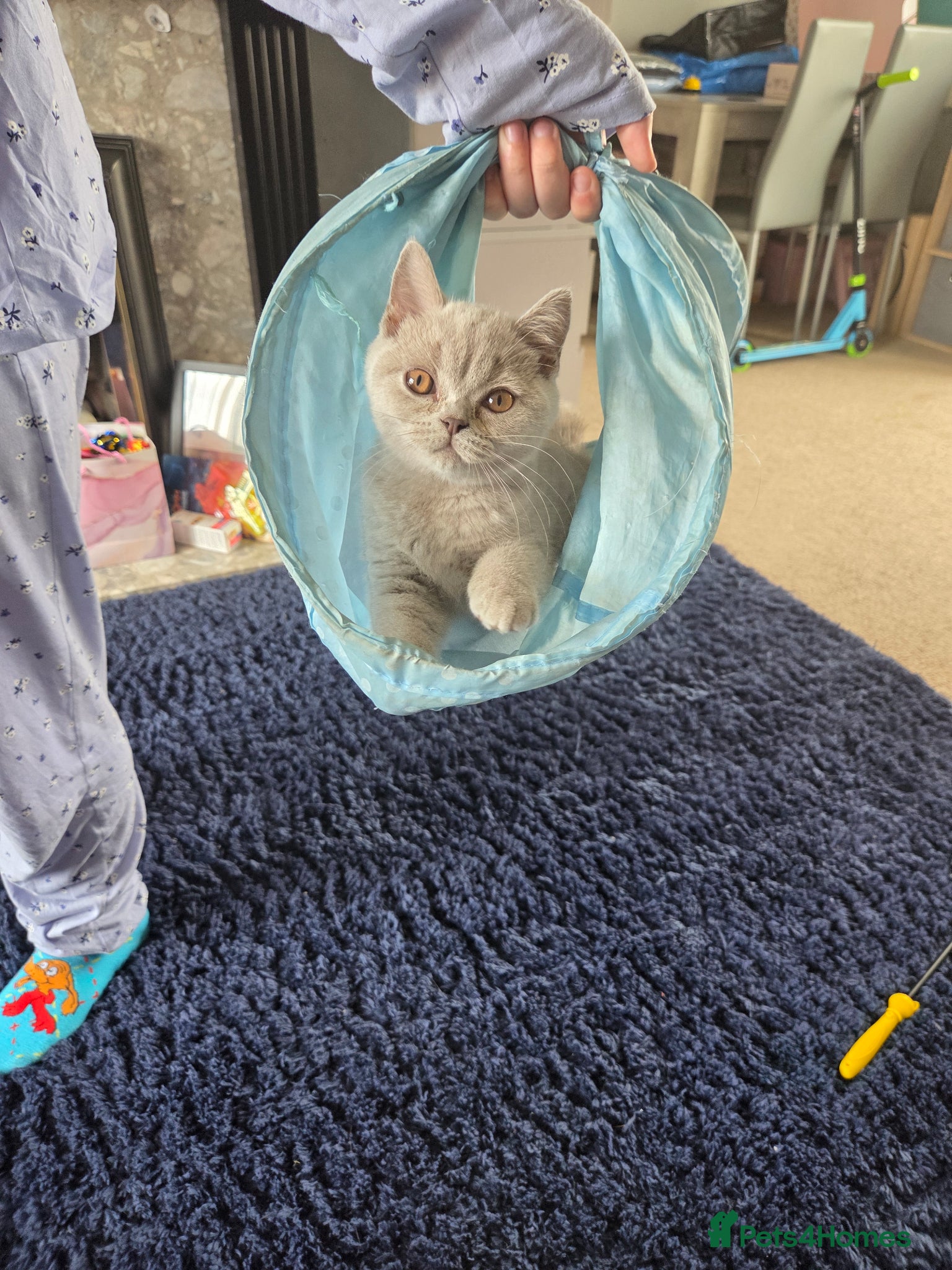 British Shorthair cats British shorthair kittens - Advert 12