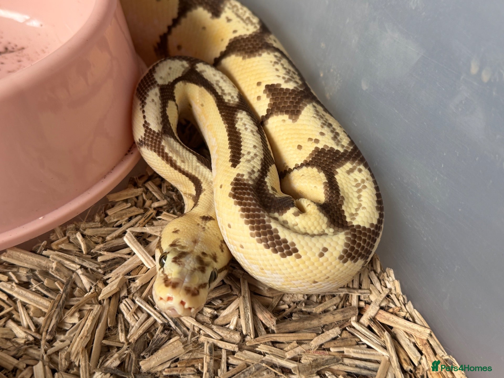 Python Snake reptiles 4 friendly Ball Royal Python sale - Advert 5