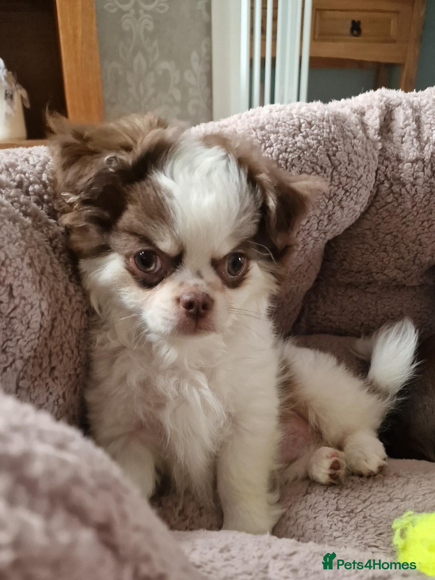 Chihuahua dogs READY NOW KC reg CHIHUAHUA Long coat chocolate boy - Advert 8