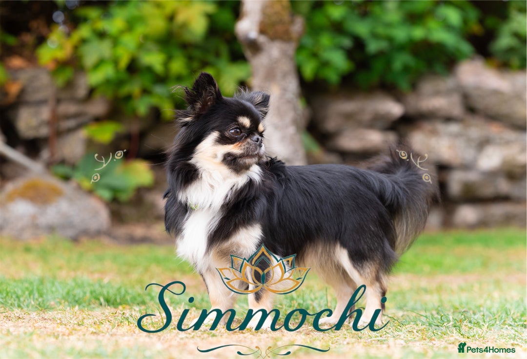 Chihuahua dogs for stud: Exceptional Thai line  - Advert 12