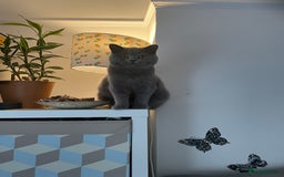 British Shorthair cats for sale: British short hair cute  - Advert 12