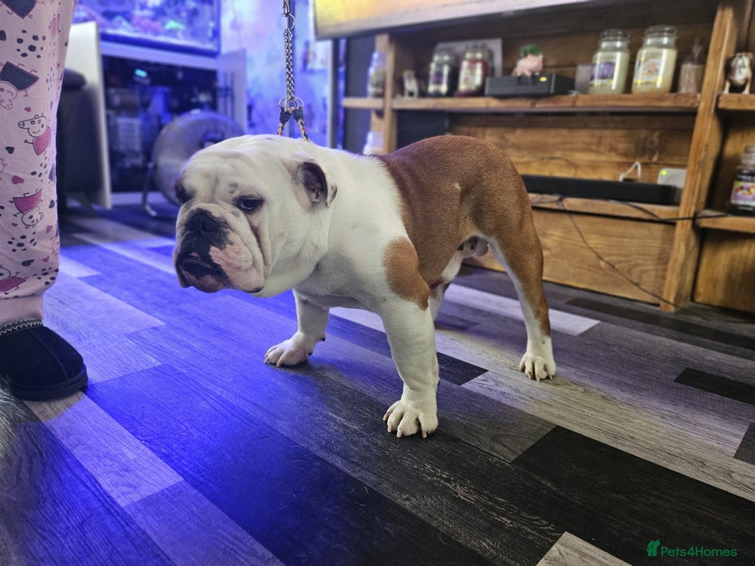 English Bulldog dogs for stud: Champion sired silver Health Tested Bulldog Stud - Advert 2