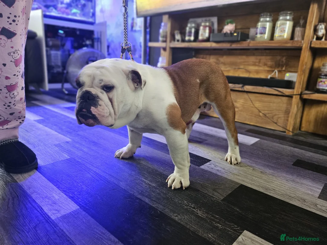 English Bulldog dogs for stud: Champion sired silver Health Tested Bulldog Stud - Advert 2