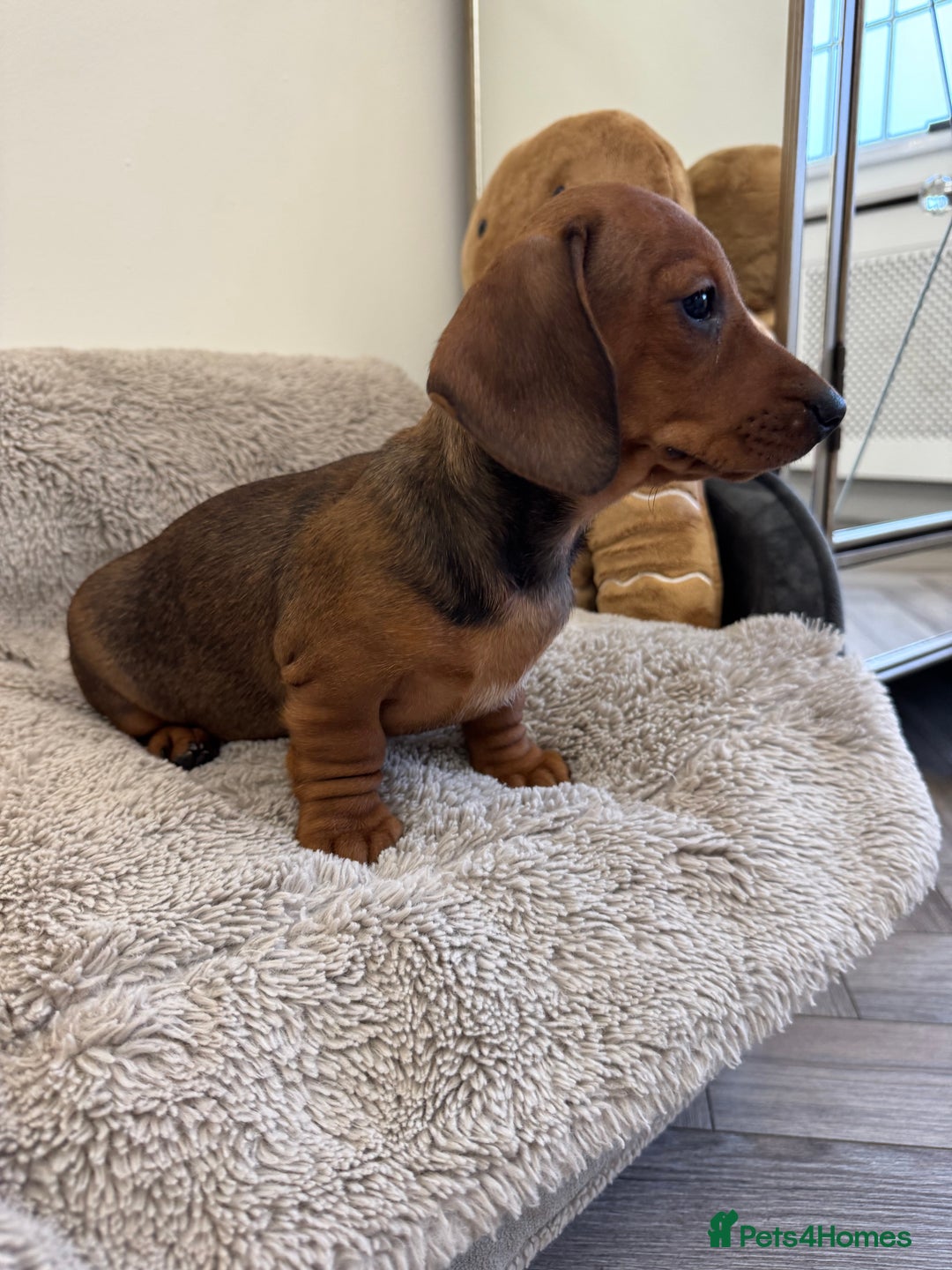 Miniature Dachshund dogs for sale: Miniature dachshund  - Advert 6