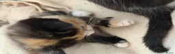 Siamese cats for sale: Siamese Mum Ragdoll±Bengal Dad Blue eyed kittens - Advert 19