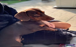 Miniature Dachshund dogs for sale: Rolo Miniature Dachshund 1 Years Old ❤️ - Image 2