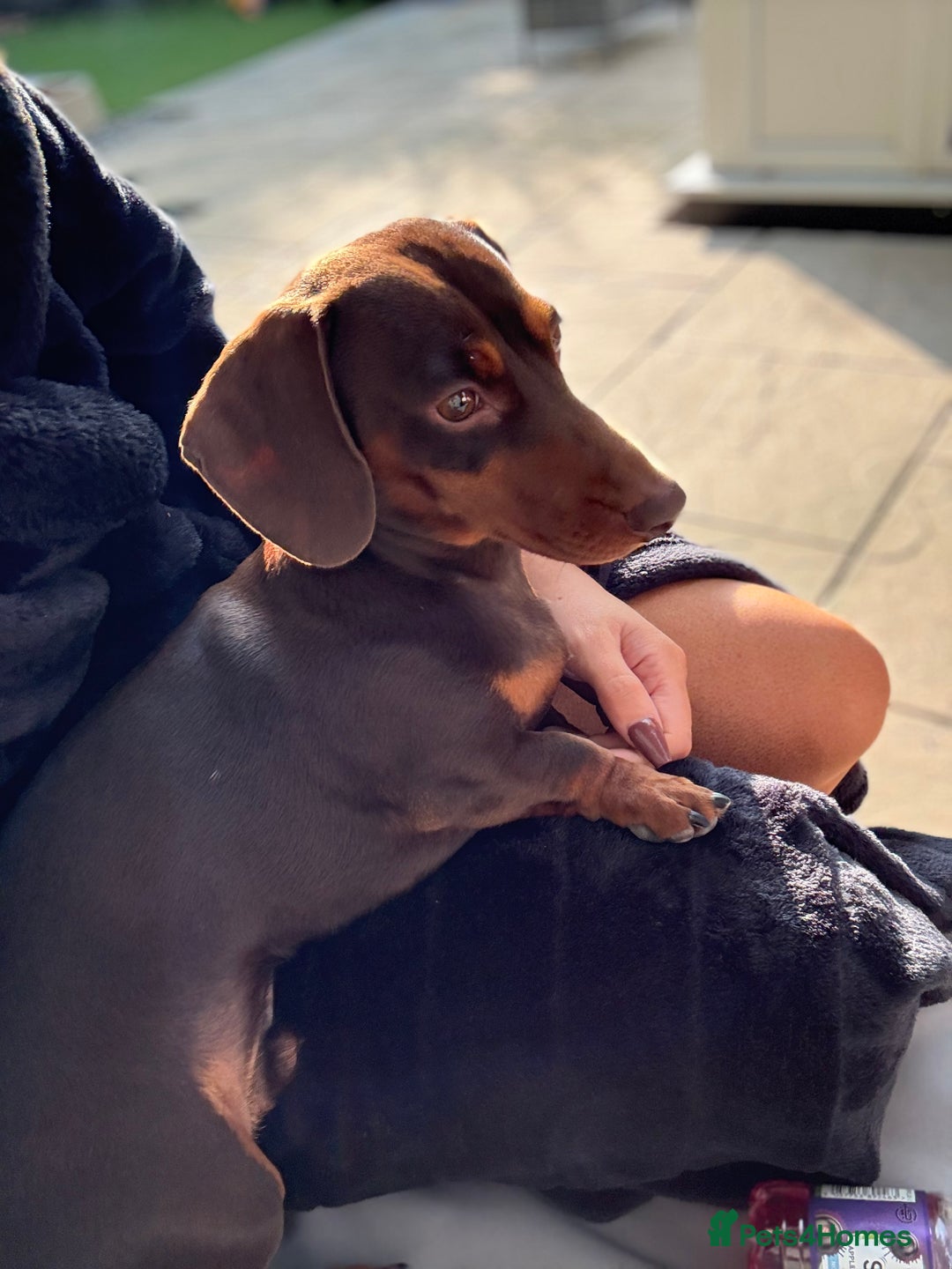 Miniature Dachshund dogs for sale: Rolo Miniature Dachshund 1 Years Old ❤️ - Image 2