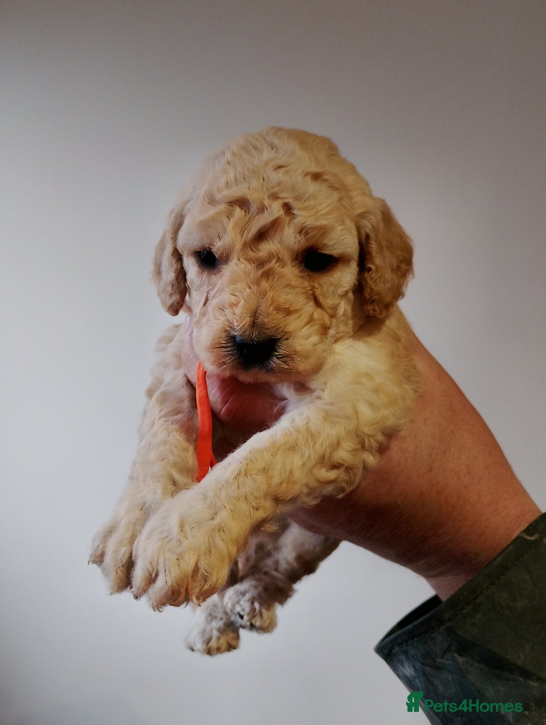 Cockapoo dogs for sale: Cockapoo puppies  - Advert 12