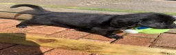 Flat coated Retriever dogs for sale: Flat coated pups ready 24/07 - Advert 24