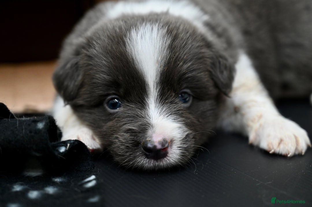 Border Collie dogs for sale:  One Blue & White Boy Available - Advert 11