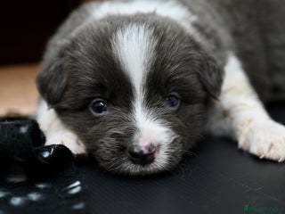 Border Collie dogs - Advert 1