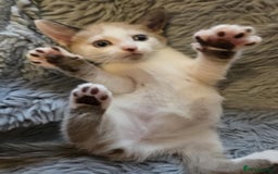 Mixed Breed cats for sale: Kittens  - Image 4