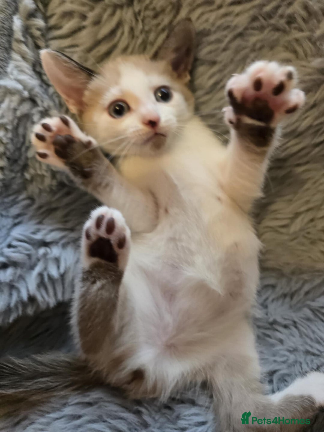 Mixed Breed cats for sale: Kittens  - Image 4