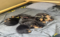 Rottweiler dogs for sale: Beautiful chunky Rottweiler puppy’s  - Image 2