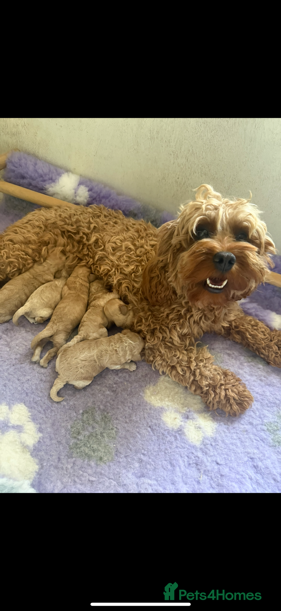 Cavapoo dogs for sale: Extensively Health Tested Apricot Cavapoo pups - Image 4