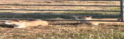 Welsh Corgi Pembroke dogs for sale: KC registered corgi puppy - Advert 8