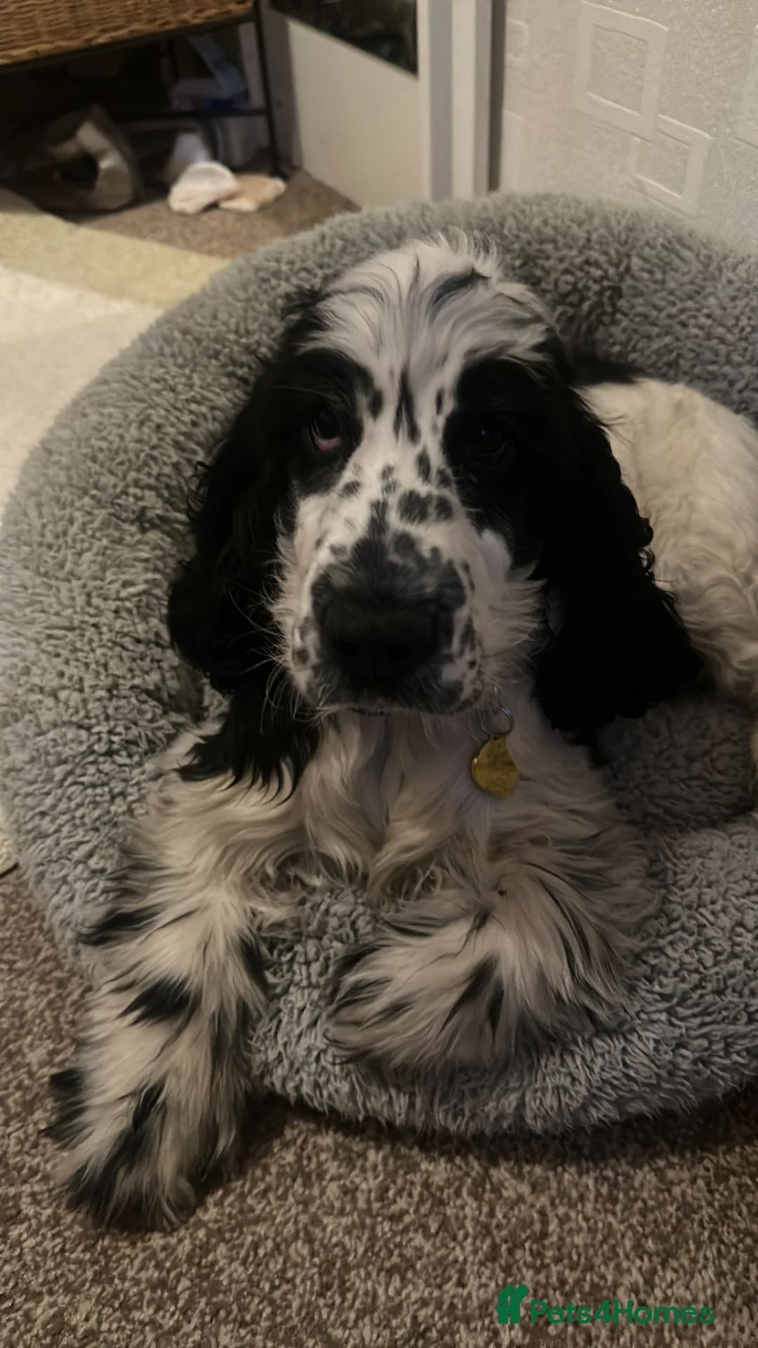 Cocker Spaniel dogs for sale: Beautiful show type cocker spaniel girl - Advert 9
