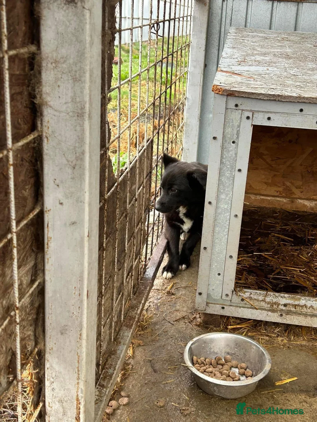 Mixed Breed dogs for adoption: Kimba - Norwich Norfolk  in Norwich - Advert 12