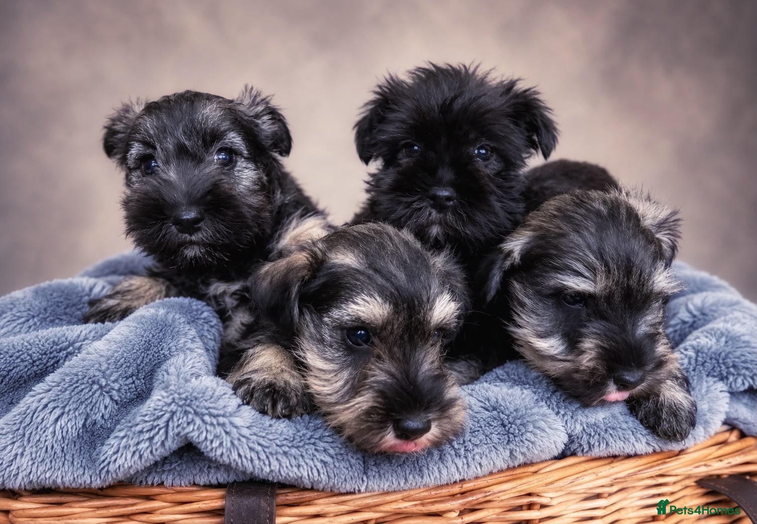 Miniature Schnauzer dogs MINIATURE SCHNAUZER K C REG - Advert 1