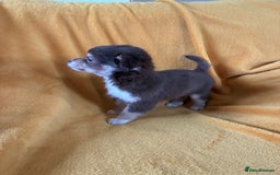 Chihuahua dogs for sale: Beautiful Chihuahua Puppies For Sale - Advert 11