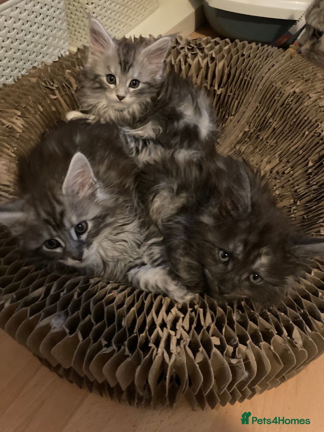 Maine Coon cats for sale: Maine Coon kittens - Advert 8