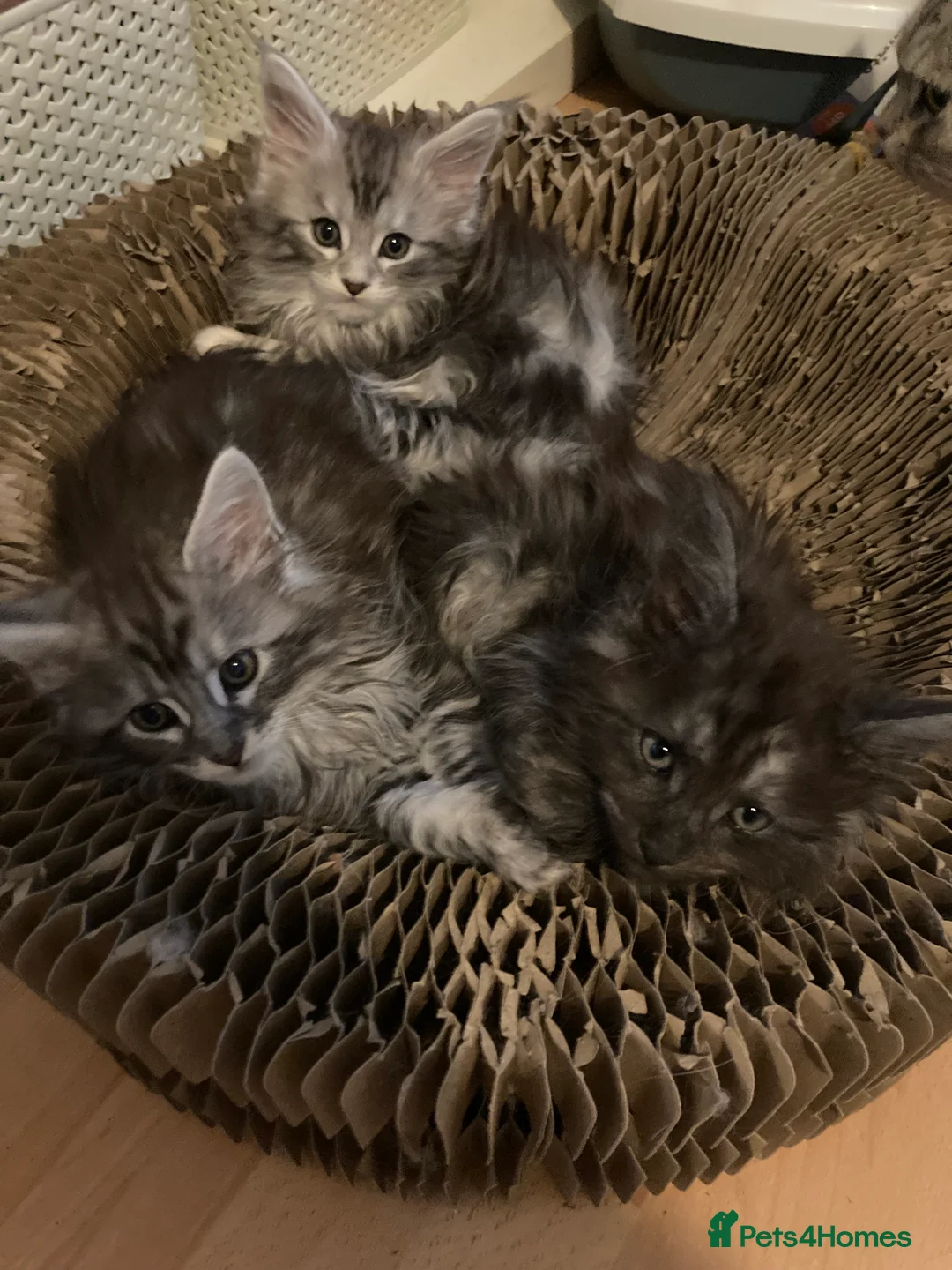 Maine Coon cats for sale: Maine Coon kittens - Advert 8