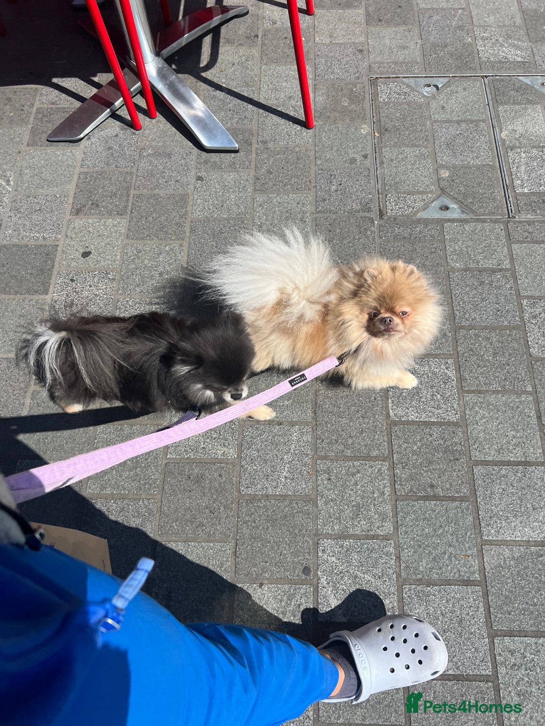 Pomeranian dogs for sale: Teddybear cuddly Retired spayed 1-2 years old  - Image 13