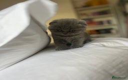 Scottish Fold cats for sale: Beautiful chunky Scottish fold - Image 4
