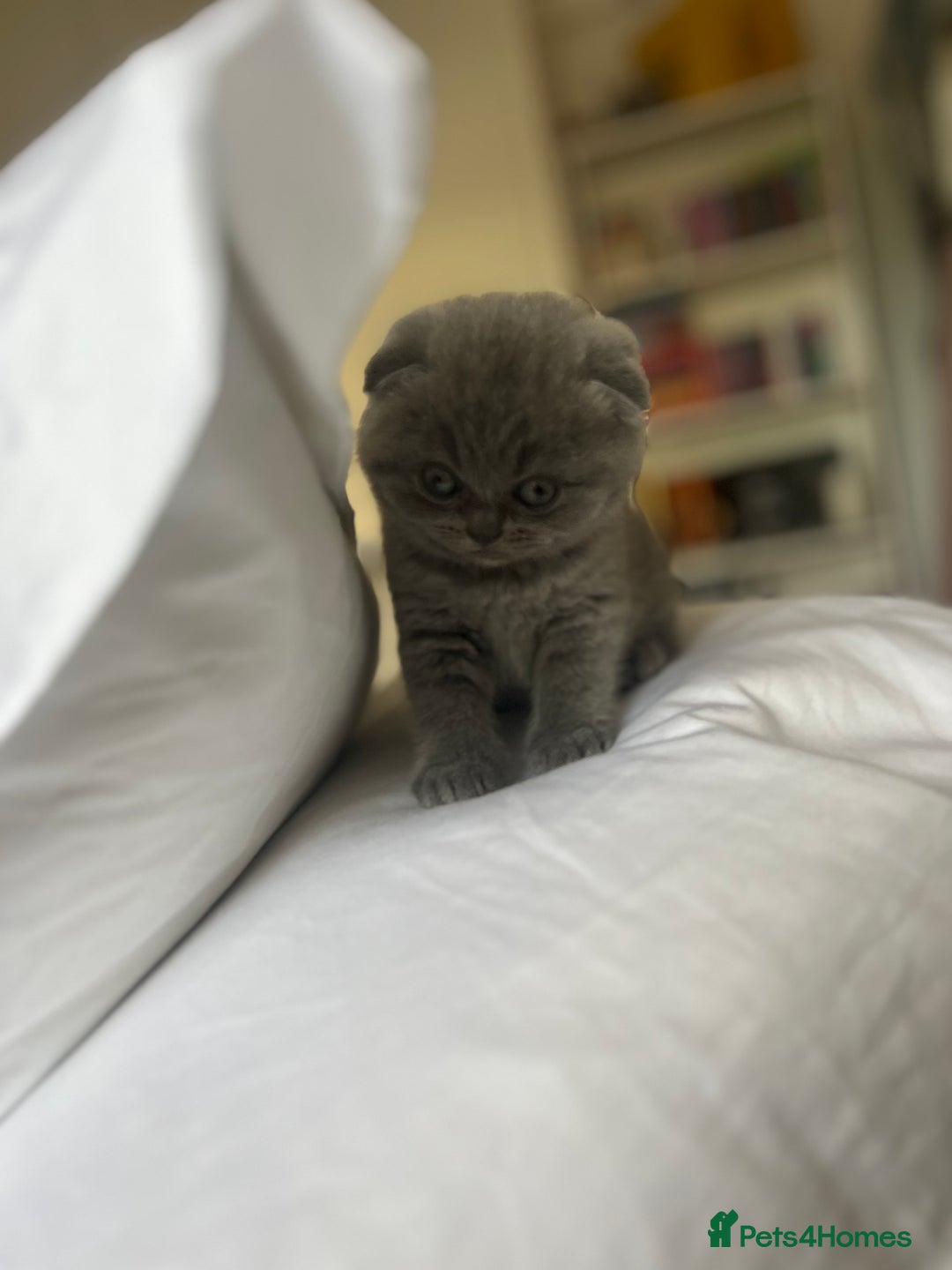 Scottish Fold cats for sale: Beautiful chunky Scottish fold - Image 4