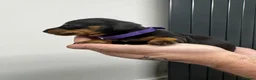 Dachshund dogs for sale: 3 wonderful miniature dachshunds  - Advert 4