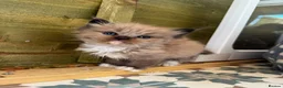 Ragdoll cats for sale: Mink ragdoll in Morecambe - Advert 1